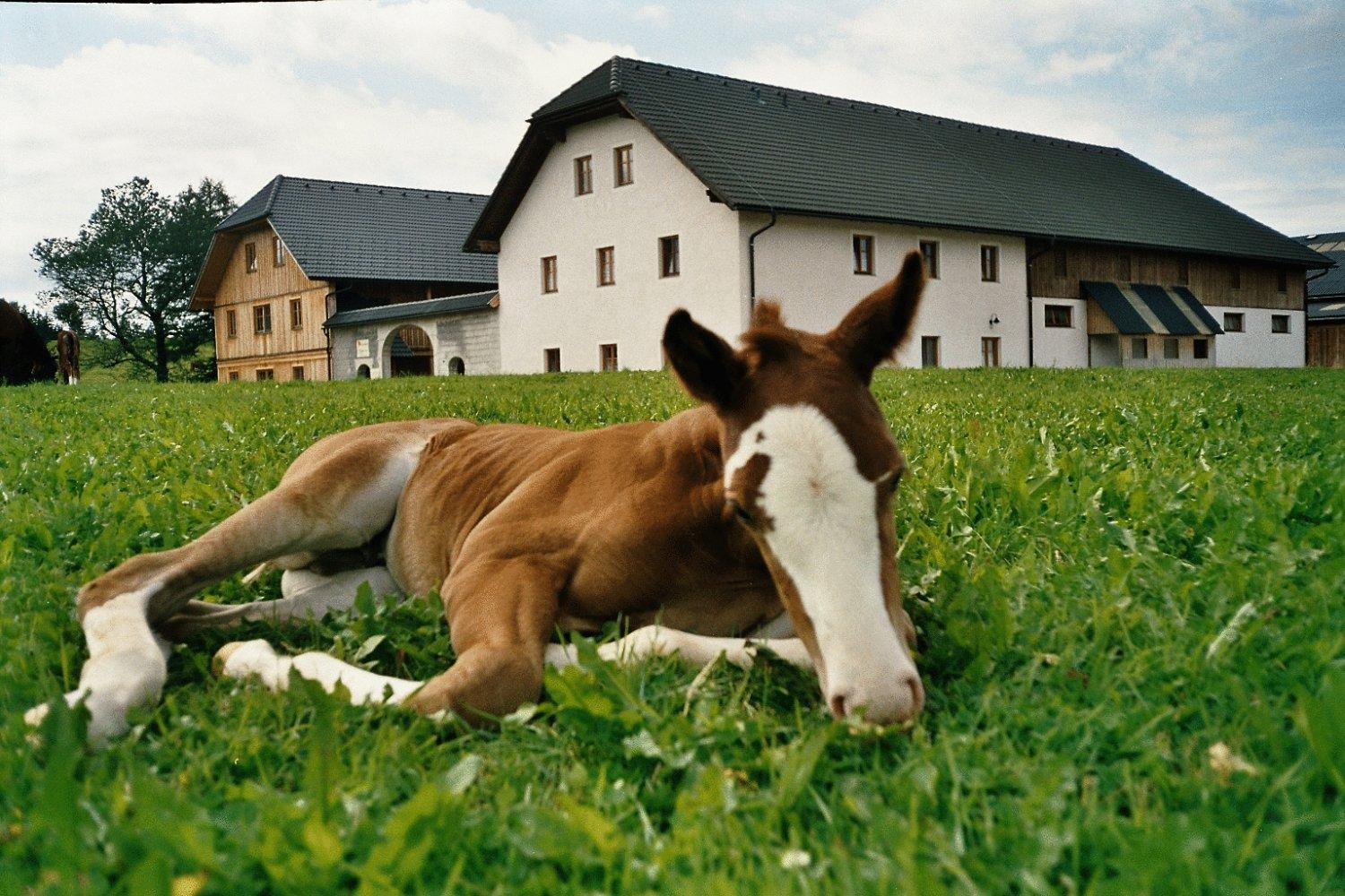 Espi-Stables Ferienhof Esterhammer Liebenau  Exterior photo